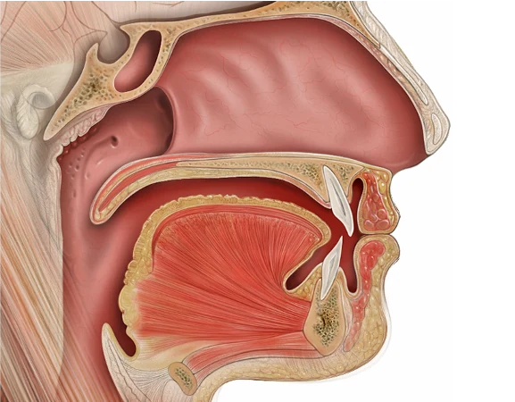Side view illustration of the nose, mouth, tongue and throat